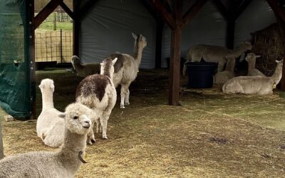 Woher kommt eigentlich die Wolle, mit der wir in unserem Zuverdienst-Angebot arbeiten? 🦙